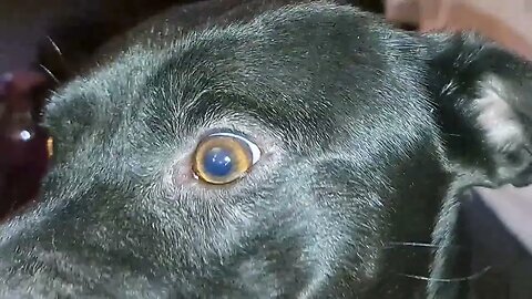 Example of light sensitive eyesight Patterdale Terriers. Black Fell Bitches playfighting rough