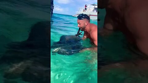 Catching Stingrays by hand in the Cayman Islands
