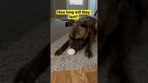 The dogs do the #eggchallenge