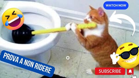 🤭😂🤣 Animali divertenti per bambini e adulti | prova a non ridere 🤭😂🤣