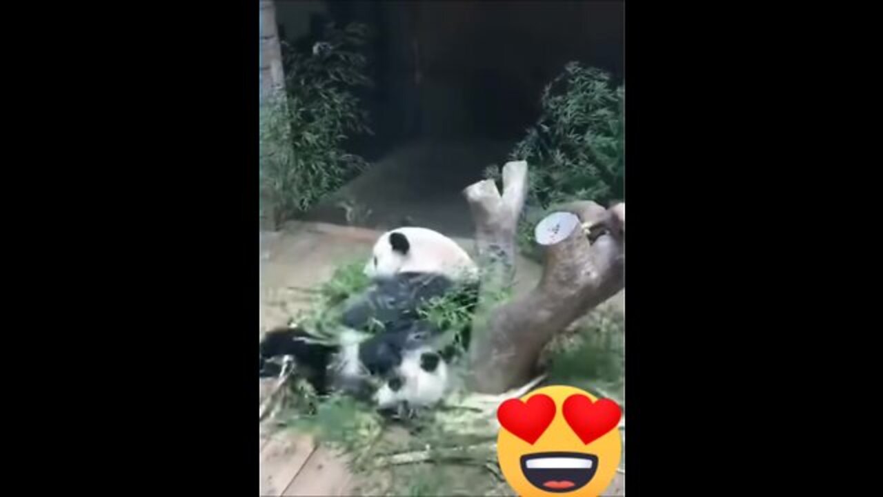 funny animals