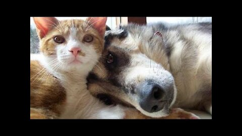 Amazing Pets Lifes Try Not To Laugh To These Cute And Funny Pets Compilation