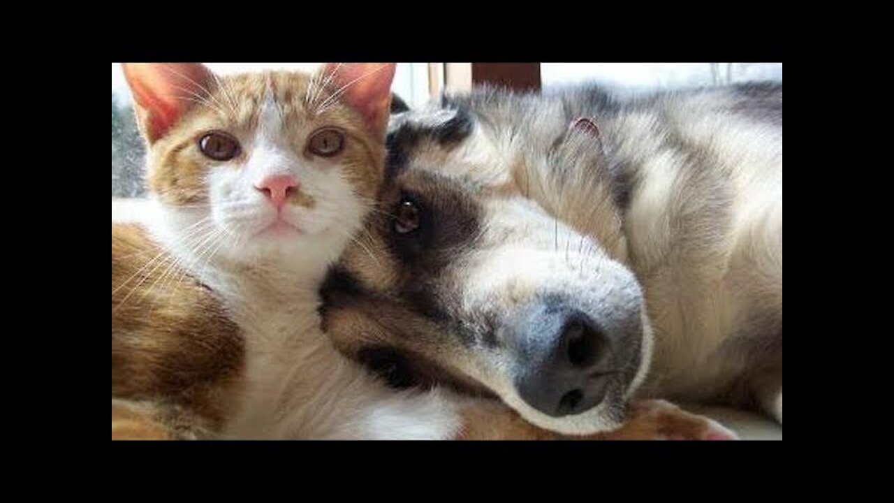 Amazing Pets Lifes Try Not To Laugh To These Cute And Funny Pets Compilation