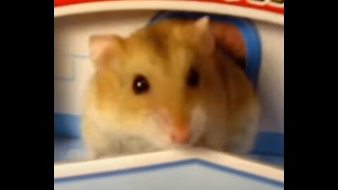 Hamster in a King House