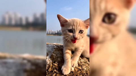 cat meow