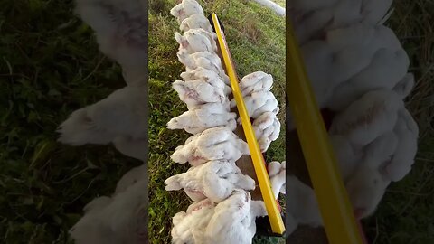 Chicken Chronicles-Day 33! #chicks #chicken #chickentractor #chickenfarming #chickenvideo #shorts