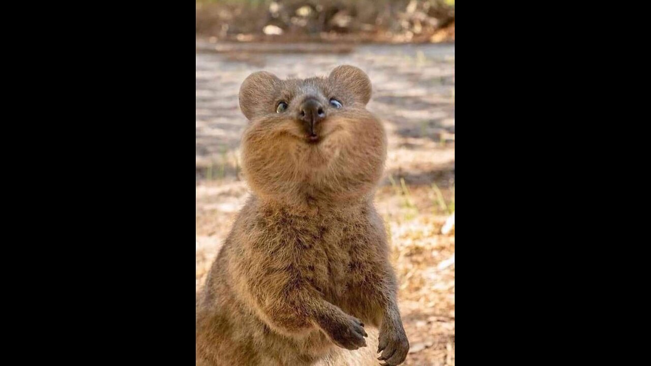 Funny animals
