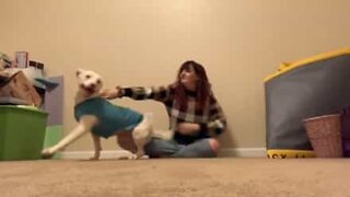 This dog has way too much energy!