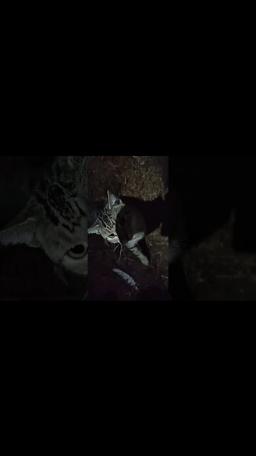 Skippy in the Chicken pen at night