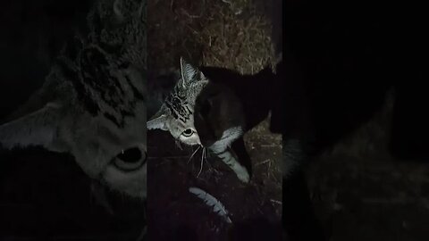 Skippy in the Chicken pen at night