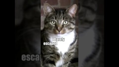 Funny Cats and Kittens Meowing Compilation&Baby Cats -Cute and Funny Cat Videos #short(3)