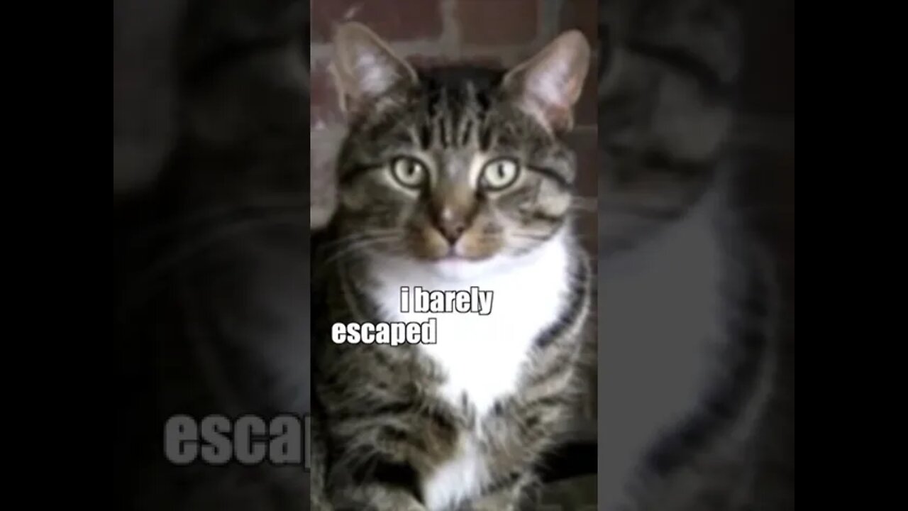 Funny Cats and Kittens Meowing Compilation&Baby Cats -Cute and Funny Cat Videos #short(3)