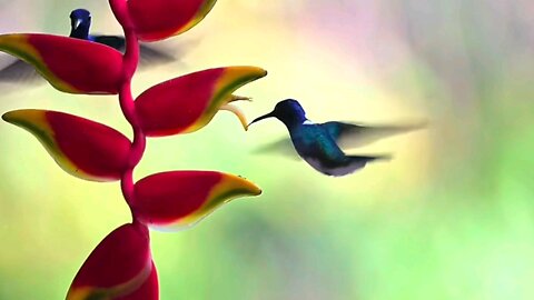 Beautiful Birds