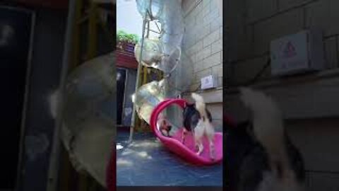 dogs like to ride the slides