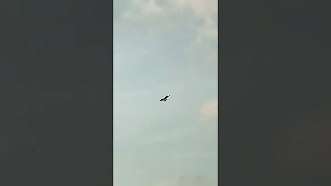 Osprey 🦅 Flying with its prize catch! 🐟 #shorts