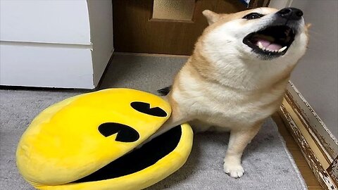 Hilarious Animal Videos That Will Make You Laugh 😂😂