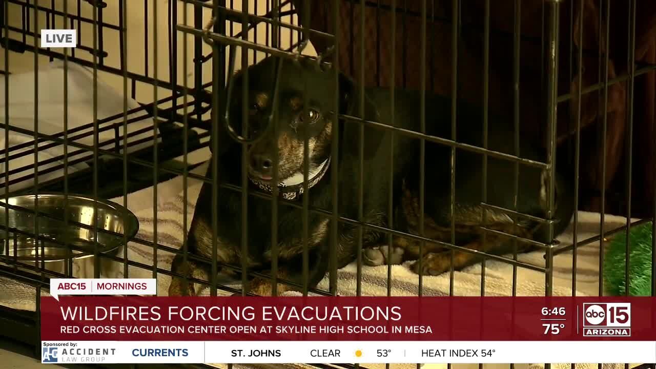 Arizona Humane Society helping care for evacuated pets