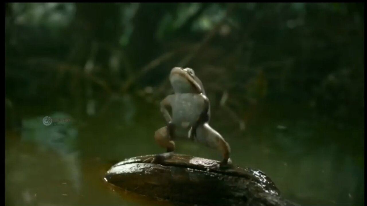 Food chain ππΈπ funny and thinkful animal video