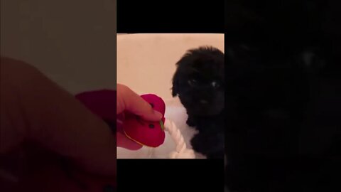 Funniest Cat and Dog Videos Compilation