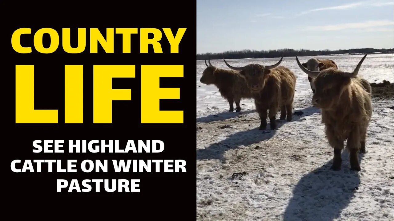 COUNTRY LIFE: See Highland Cattle on Winter Pasture