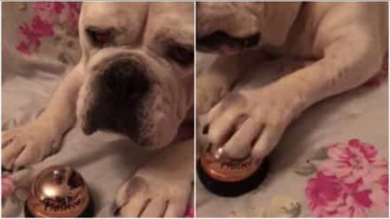 Cão toca à campainha para comer