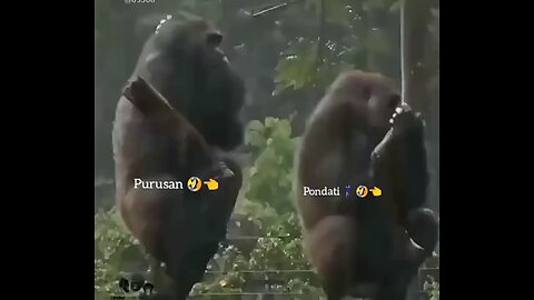 Romantic gorilla