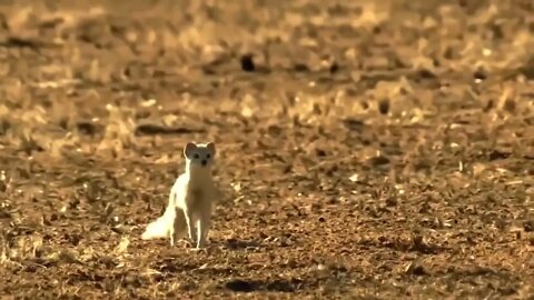 OMG! Big Eagle Kidnap a Leopard Cub, Mother Leopard Rushes To Attack Eagle But Can't Save Her Baby-9