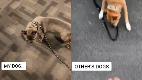 may dog vs others dogs