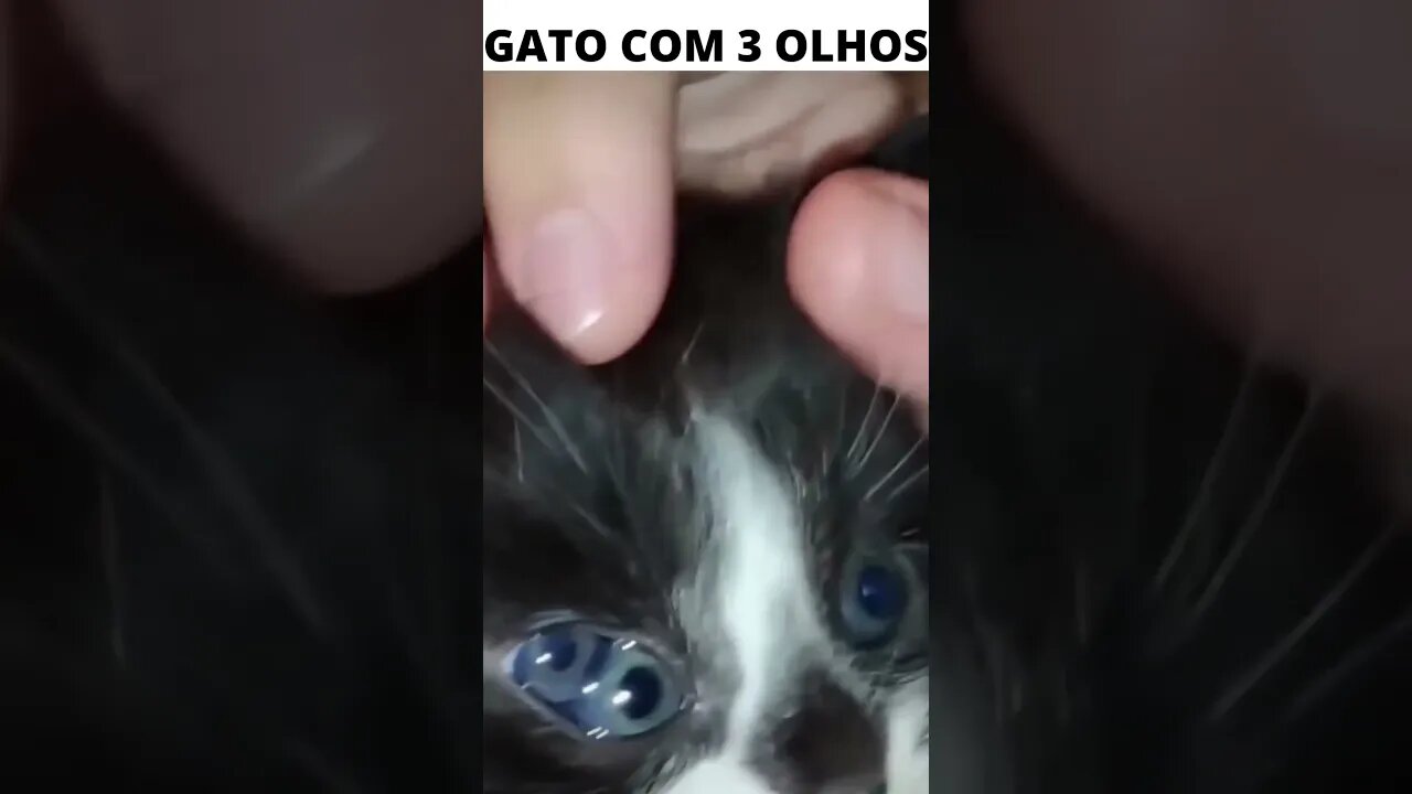 GATO COM 3 OLHOS