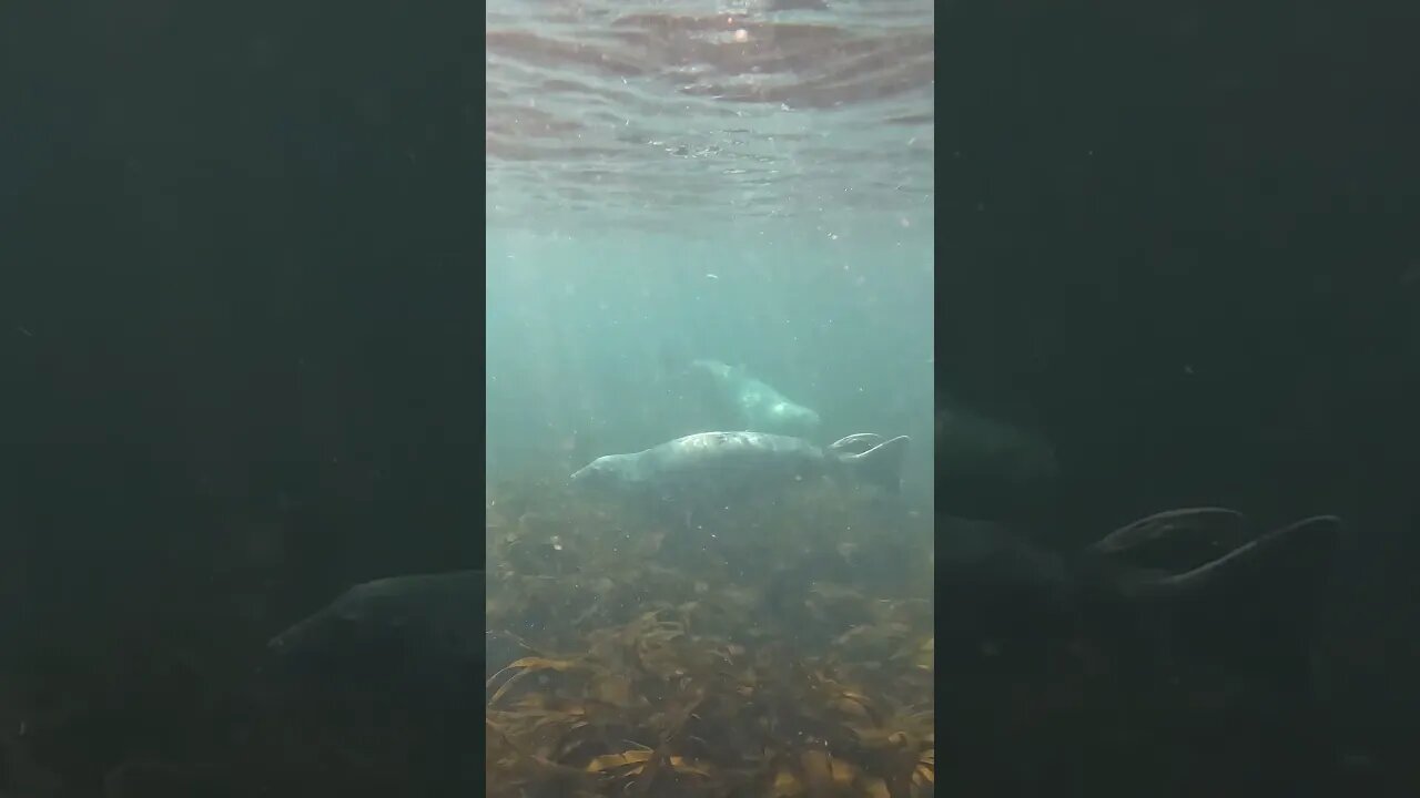 swimming with grey seals #animals #greyseal #marinemammal #sealife #wildlife #seals #swimming