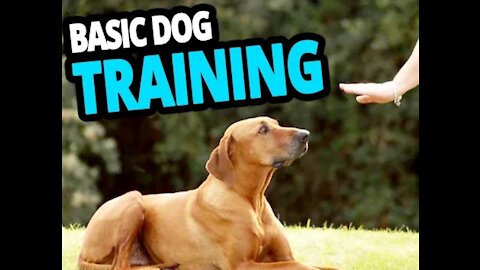 🐕 Basic Dog Training – TOP 10 Essential Commands Every Dog Should Know!