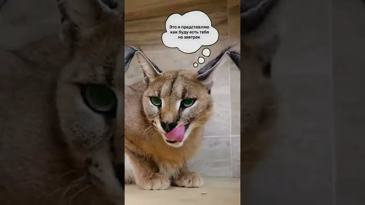 #shorts Смешные Коты Из Тик Тока 193 Funny Cats From Tiktok