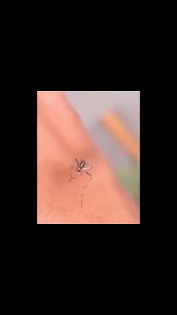 Mosquito fails to suck blood (with cartoon sound effects) #shorts