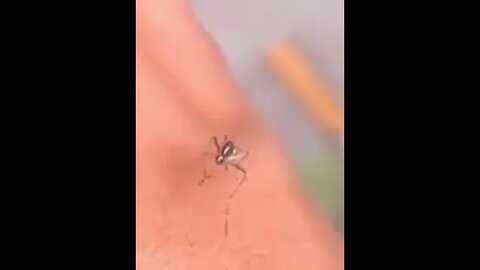 Mosquito fails to suck blood (with cartoon sound effects) #shorts