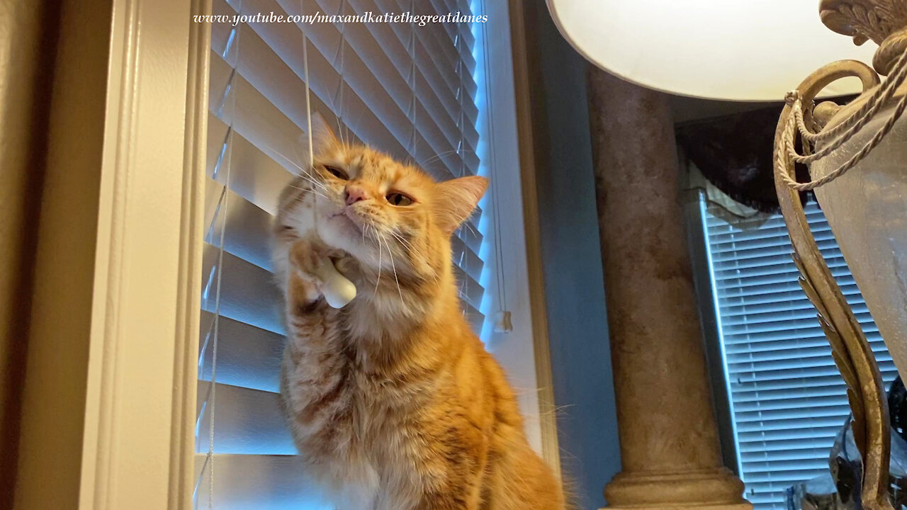 Funny Cat Flosses His Whiskers And Teeth With The Blinds