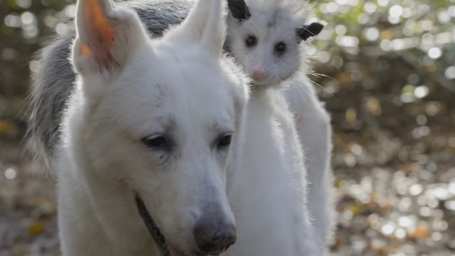 Loving Dog Adopts Orphaned Baby Opossum