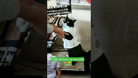 Gato Bartolomeu Tunico 😸