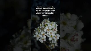 John 15:5 #john #vine #fruit #jesus #flowers #christian #christianity #shorts