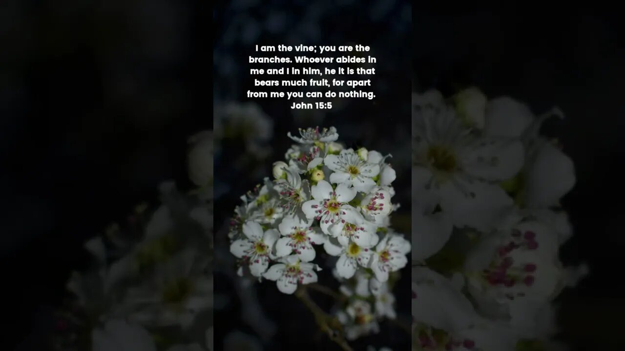 John 15:5 #john #vine #fruit #jesus #flowers #christian #christianity #shorts