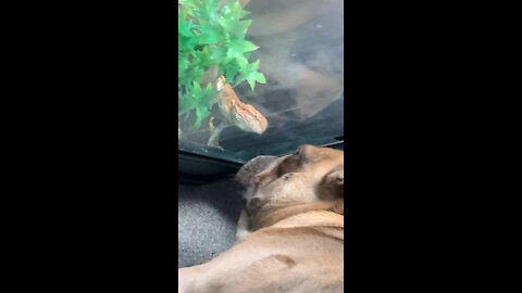 Dog vs lizard