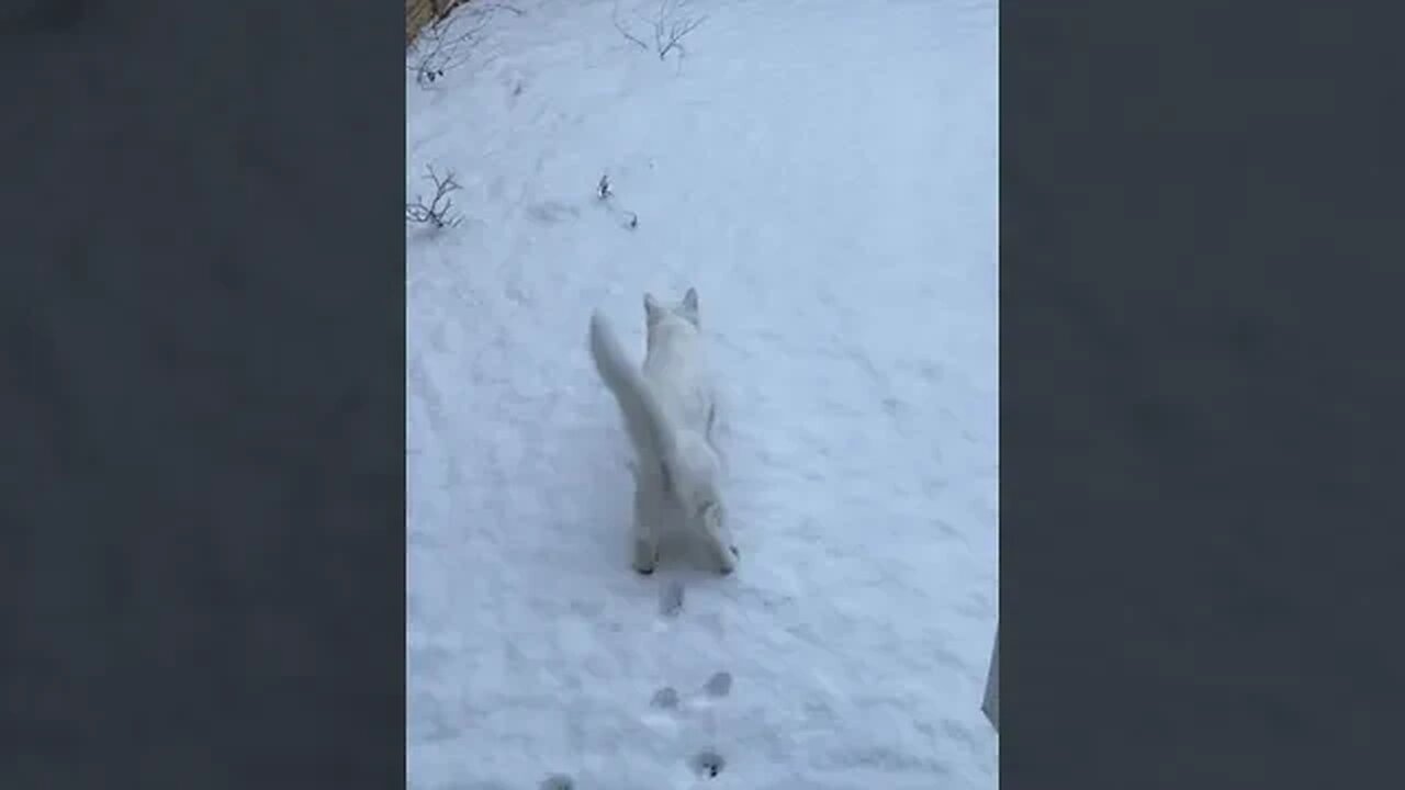 Kitty Meeting Snow #shorts #short #cat #cats #funny #reels #animals #trending