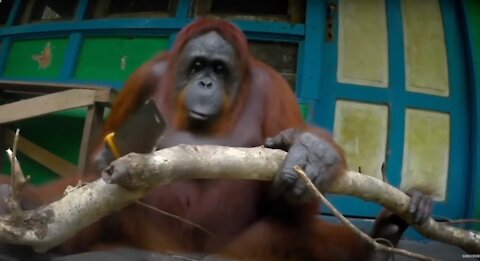 Incredible Orangutan Moments