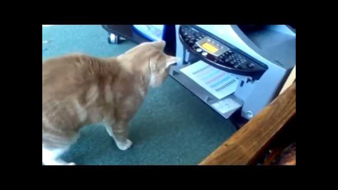 Funny videos from the animal collection