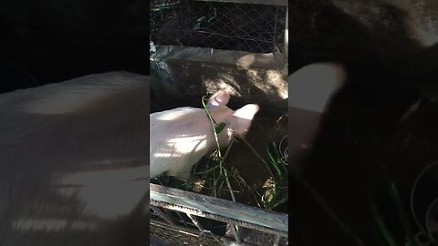 FEEDING ELON MUSK THE PIG