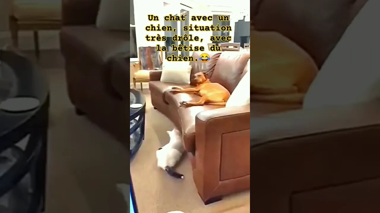 Un chat avec un chien, situation très drôle, avec la bêtise du chien. 😂