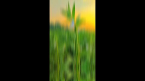 Beautiful natural gift