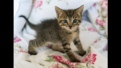 Baby cat -funny cat
