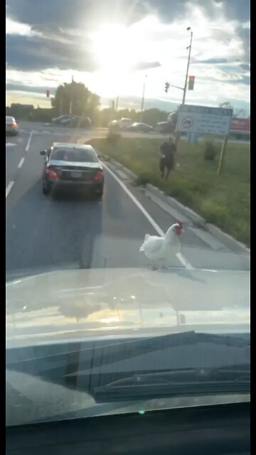 Chicken On The Run