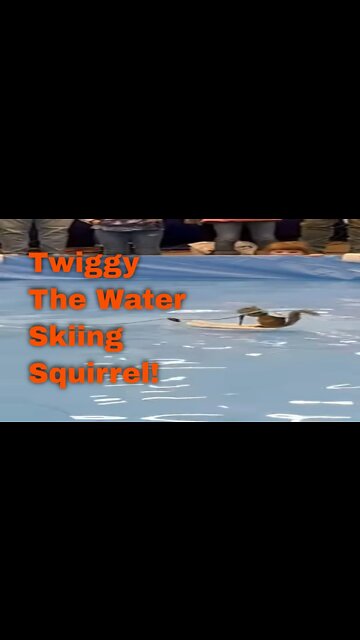 Twiggy the Water Skiing Squirrel