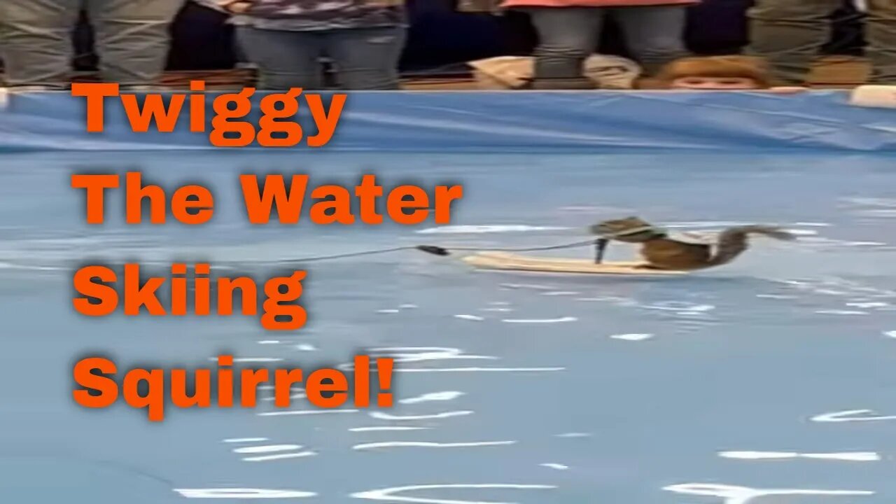 Twiggy the Water Skiing Squirrel